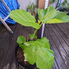 イチジク　ビオレソリエス ２年生苗　B