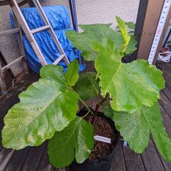 イチジク　ビオレソリエス ２年生苗　A