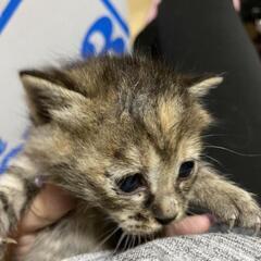 子猫の里親募集してます。