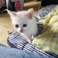 【飼い主さん探してます】子猫を保護しました。