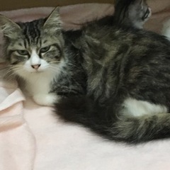 長毛きれいな女の子