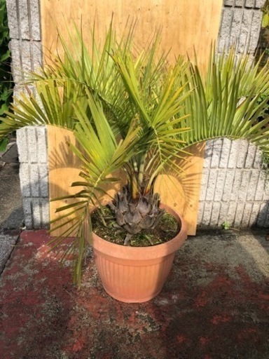 ココスヤシ　大株　高さ約110cm