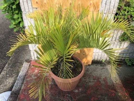 ココスヤシ　大株　高さ約110cm