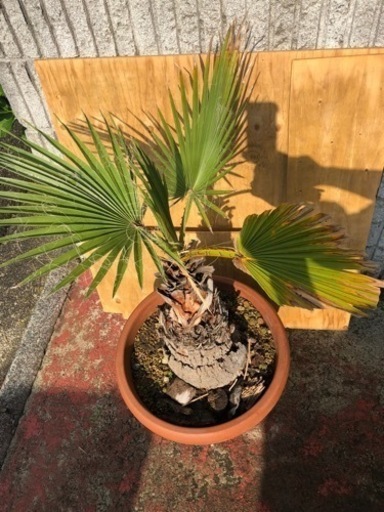 ワシントンヤシ　南国　高さ約100cm