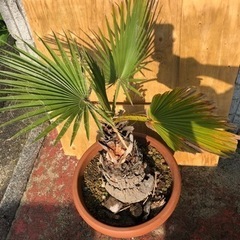 ワシントンヤシ　南国　高さ約100cm