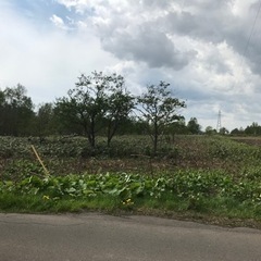 真狩村社土地賃貸 - 虻田郡