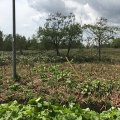 真狩村社土地賃貸 - 土地販売/土地売買