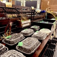 5月18日　メダカ　多肉植物　販売