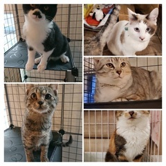 動物取扱責任者募集中