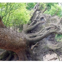 無料で倒木の処理します。