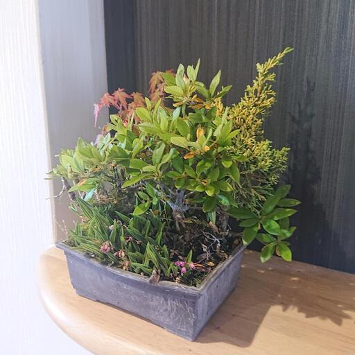 植木 盆栽 観葉植物