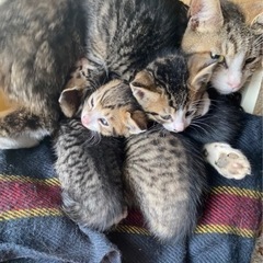子猫４匹
