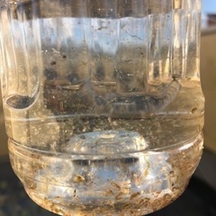 オオミジンコ　メダカ　のおやつにどうぞ②の画像
