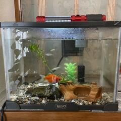 値下げします。金魚、メダカ、エビのお世話をしていただける方に全て...