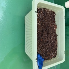 商談中　お問い合わせ多数　プランター野菜　ガーデニング
