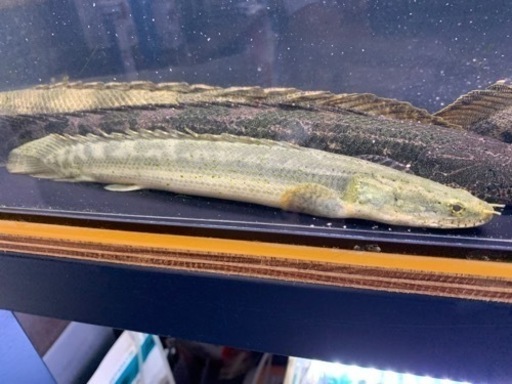 熱帯魚　ポリプテルス  ビキールビキール