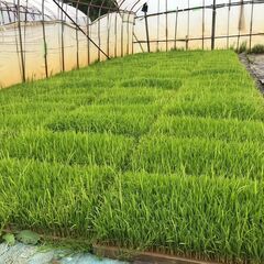 天高く（早場米）の苗1枚の画像