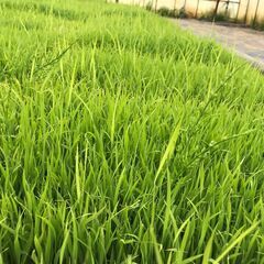 天高く（早場米）の苗1枚の画像