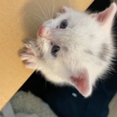 生後1ヶ月位の白色の猫