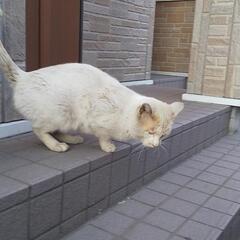 猫の保護活動の会を作りたい - メンバー募集