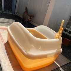 猫トイレの画像