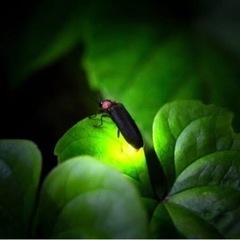 そろそろホタル✨