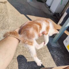 茶ハチワレ　オス