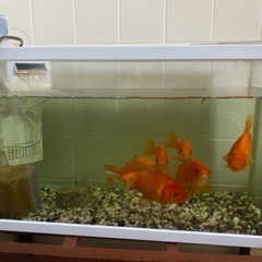 金魚6匹