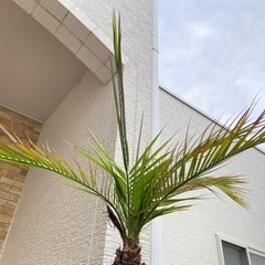 フェニックスロベレニー　ヤシ　大型　の画像