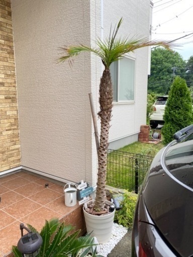 フェニックスロベレニー　ヤシ　大型