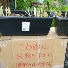 水仙など球根類