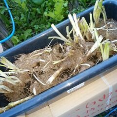 水仙など球根類の画像