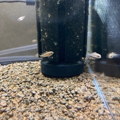 アピストグラマ　ビエジタ1（wild）のF1稚魚10匹