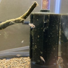 アピストグラマ　ビエジタ1（wild）のF1稚魚10匹の画像