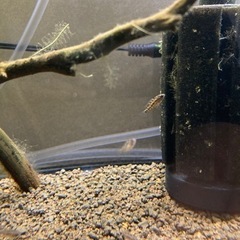 アピストグラマ　ビエジタ1（wild）のF1稚魚10匹の画像