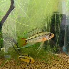 アピストグラマ　ビエジタ1（wild）のF1稚魚10匹の画像