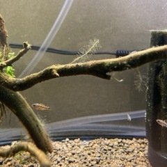 アピストグラマ　ビエジタ1（wild）のF1稚魚10匹の画像