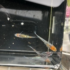 メダカ 卵 売ります