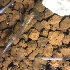 メダカ 卵 売りますの画像