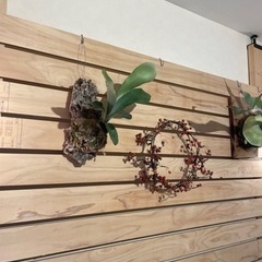 ビカクシダ　ネザーランド　コルク板付けの画像