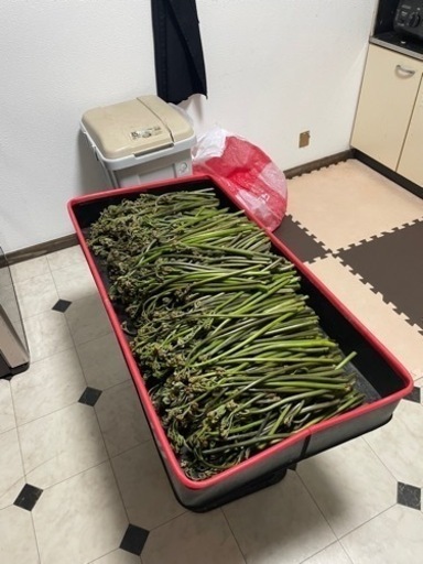 どーんと8kg   本日採れたばかりのワラビ　本日22時までの販売
