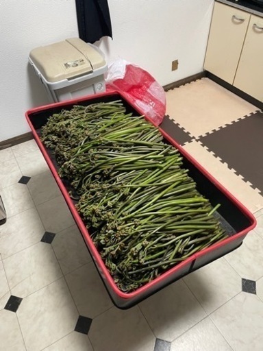 どーんと8kg   本日採れたばかりのワラビ　本日22時までの販売
