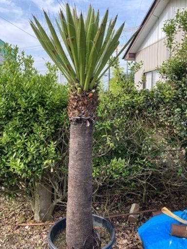 ユッカ カルネロサーナ 170.cm