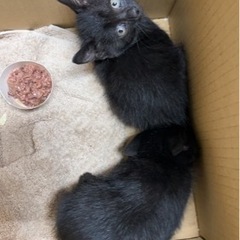 どなたかねこちゃん5匹ひきとって いただけませんか？ 兄が仕事で...