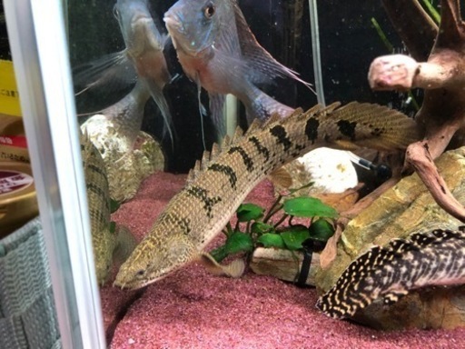 ポリプテルス　デルヘイジィ　値下げ