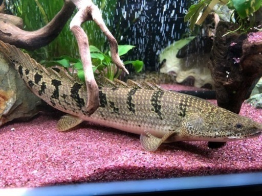 ポリプテルス　デルヘイジィ　値下げ