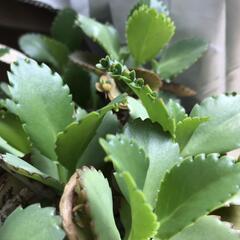 多肉植物【⠀子宝草】