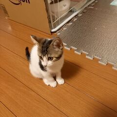 里親さん決まりました。ありがとうございました。