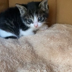 急募❗️生後1ヶ月の子猫です！