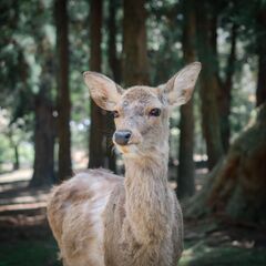 カメラ友達作りたいです！ − 大阪府